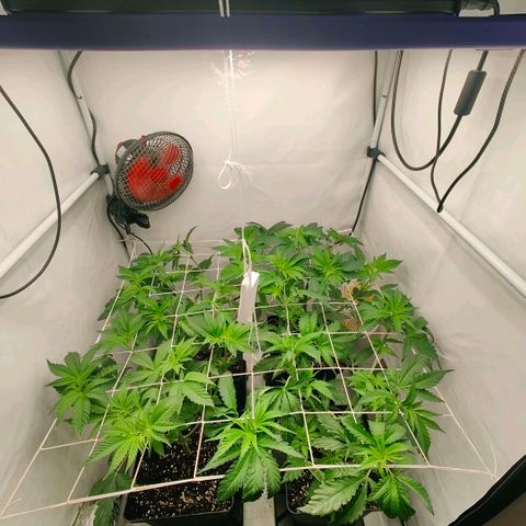 Lemon Orange Greenhouse Seeds growlog timeline photo