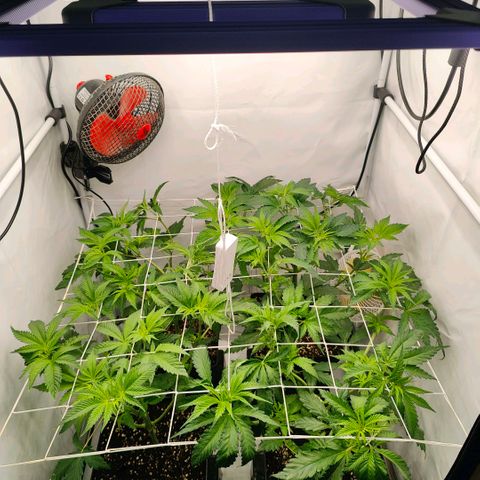 Lemon Orange Greenhouse Seeds growlog timeline photo