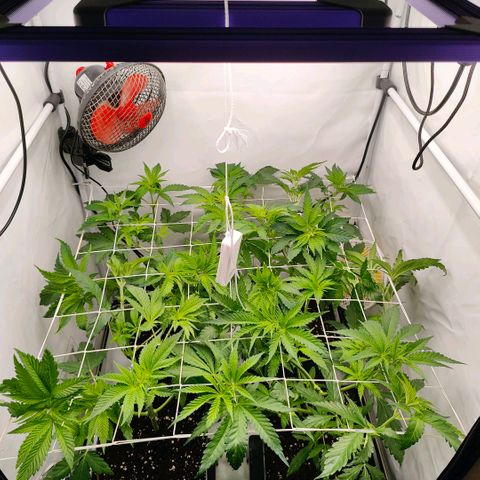Lemon Orange Greenhouse Seeds growlog photo: LST im vollen Gange
