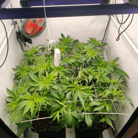 Lemon Orange Greenhouse Seeds growlog timeline photo