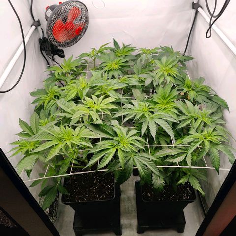 Lemon Orange Greenhouse Seeds growlog photo: Stretch im vollen Gange 