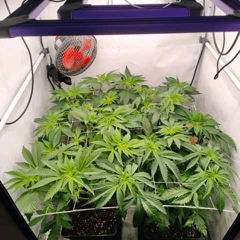 Lemon Orange Greenhouse Seeds growlog photo: Noch ca 14 Tage Stretch und ich weiß jetzt schon nicht mehr wohin 😂