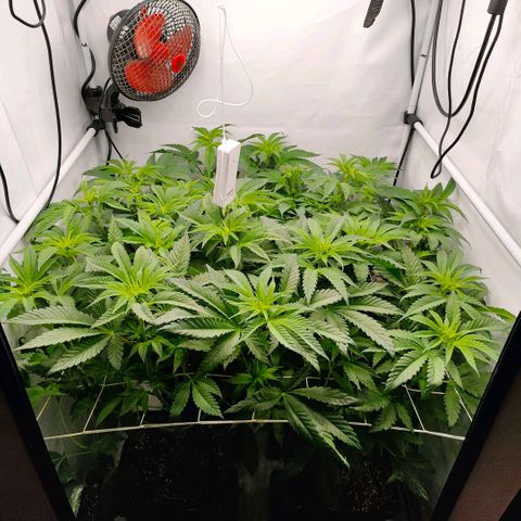 Lemon Orange Greenhouse Seeds growlog timeline photo