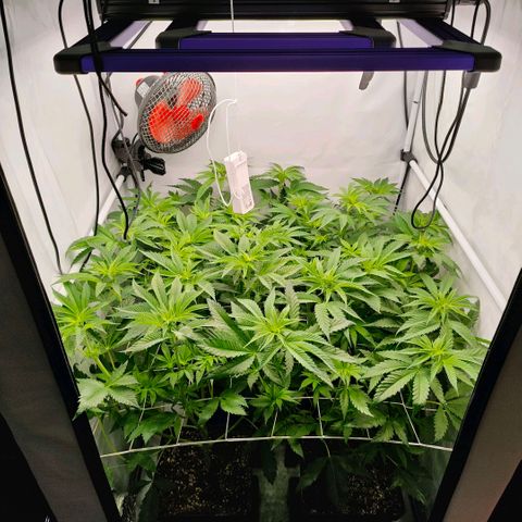 Lemon Orange Greenhouse Seeds growlog timeline photo