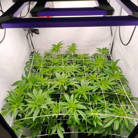 Lemon Orange Greenhouse Seeds growlog photo: Bisschen Spielerei, Netz Nr zwei sitzt 
