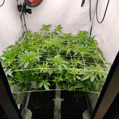 Lemon Orange Greenhouse Seeds growlog photo: Bisschen Spielerei, Netz Nr zwei sitzt 