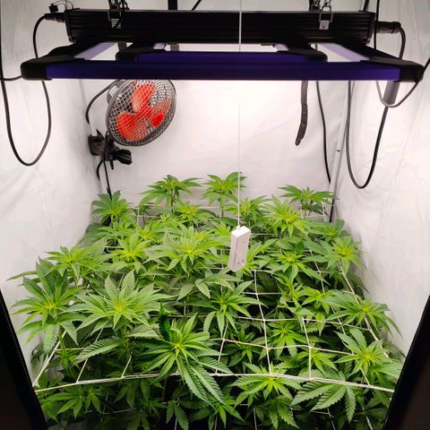 Lemon Orange Greenhouse Seeds growlog timeline photo