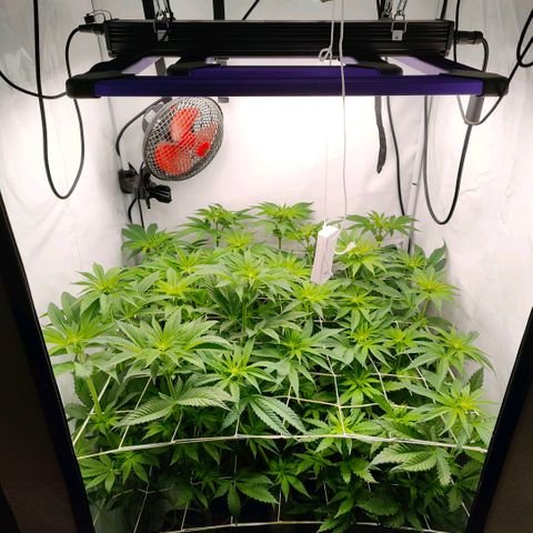 Lemon Orange Greenhouse Seeds growlog photo: Langsam geht's in den Übergang zur Hauptblüte 👌🏻