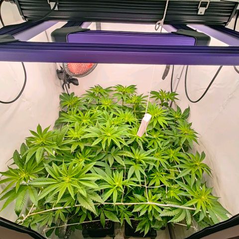 Lemon Orange Greenhouse Seeds growlog photo: Langsam geht's in den Übergang zur Hauptblüte 👌🏻