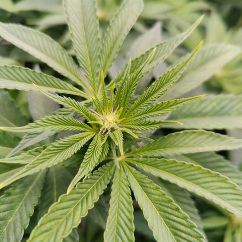 Lemon Orange Greenhouse Seeds growlog photo: Perfekt!