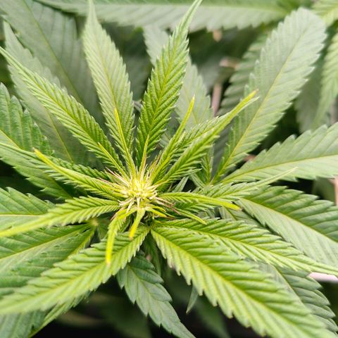 Lemon Orange Greenhouse Seeds growlog photo: Perfekt!