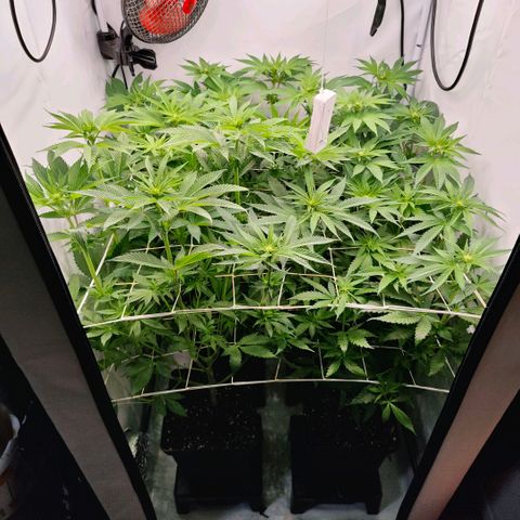 Lemon Orange Greenhouse Seeds growlog photo: Perfekt!