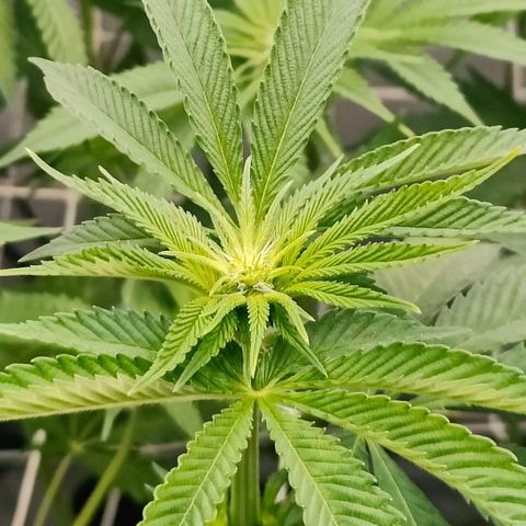 Lemon Orange Greenhouse Seeds growlog photo: Heute mussten die Mädels zum Friseur. Der neue Look steht ihnen!
Aber gefällt er ihnen auch?
Das wird sich in den nächsten 3-5 Tagen zeigen 👌🏻