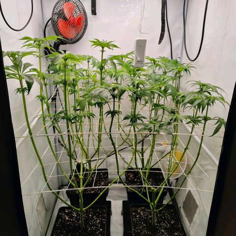Lemon Orange Greenhouse Seeds growlog photo: Heute mussten die Mädels zum Friseur. Der neue Look steht ihnen!
Aber gefällt er ihnen auch?
Das wird sich in den nächsten 3-5 Tagen zeigen 👌🏻