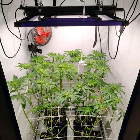 Lemon Orange Greenhouse Seeds growlog photo: Heute mussten die Mädels zum Friseur. Der neue Look steht ihnen!
Aber gefällt er ihnen auch?
Das wird sich in den nächsten 3-5 Tagen zeigen 👌🏻