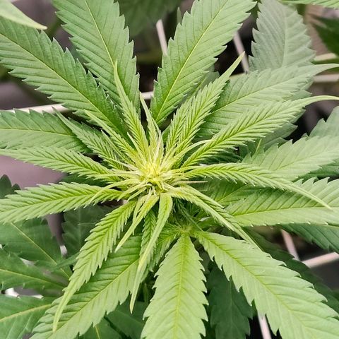 Lemon Orange Greenhouse Seeds growlog photo: Heute mussten die Mädels zum Friseur. Der neue Look steht ihnen!
Aber gefällt er ihnen auch?
Das wird sich in den nächsten 3-5 Tagen zeigen 👌🏻