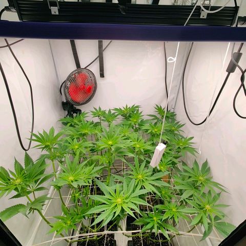 Lemon Orange Greenhouse Seeds growlog photo: Jetzt geht's langsam los 