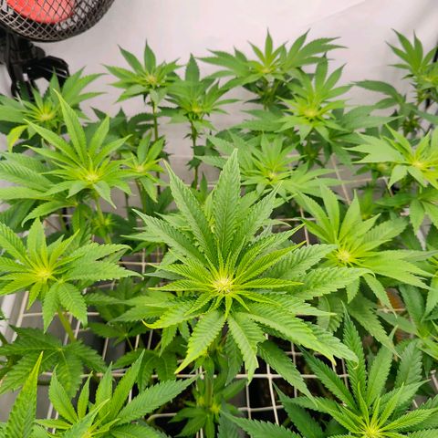 Lemon Orange Greenhouse Seeds growlog photo: Jetzt geht's langsam los 