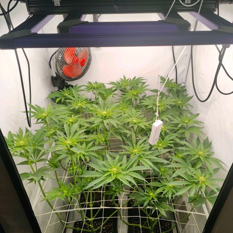 Lemon Orange Greenhouse Seeds growlog timeline photo
