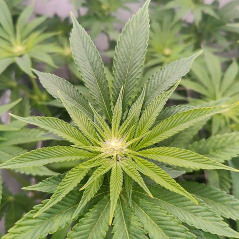 Lemon Orange Greenhouse Seeds growlog timeline photo