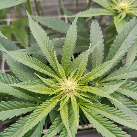 Lemon Orange Greenhouse Seeds growlog timeline photo