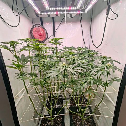 Lemon Orange Greenhouse Seeds growlog timeline photo