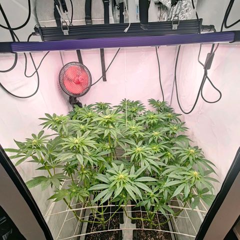 Lemon Orange Greenhouse Seeds growlog timeline photo