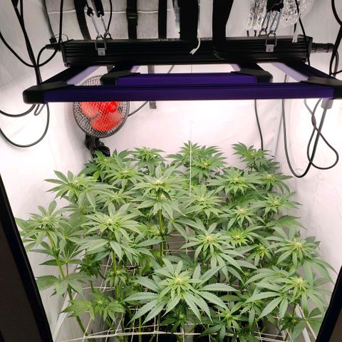 Lemon Orange Greenhouse Seeds growlog timeline photo