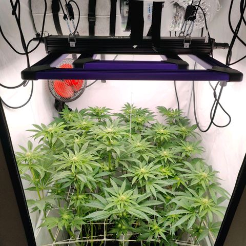 Lemon Orange Greenhouse Seeds growlog timeline photo