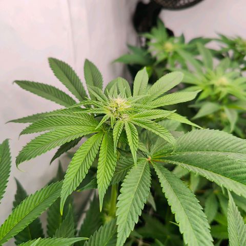 Lemon Orange Greenhouse Seeds growlog timeline photo