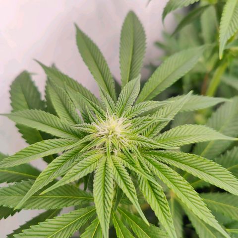 Lemon Orange Greenhouse Seeds growlog timeline photo