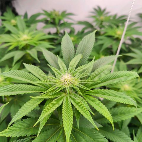 Lemon Orange Greenhouse Seeds growlog timeline photo