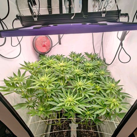 Lemon Orange Greenhouse Seeds growlog timeline photo