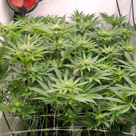 Lemon Orange Greenhouse Seeds growlog timeline photo