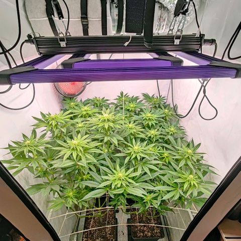 Lemon Orange Greenhouse Seeds growlog timeline photo