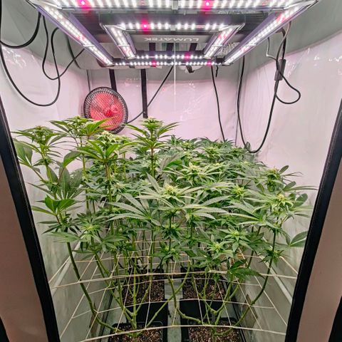 Lemon Orange Greenhouse Seeds growlog timeline photo