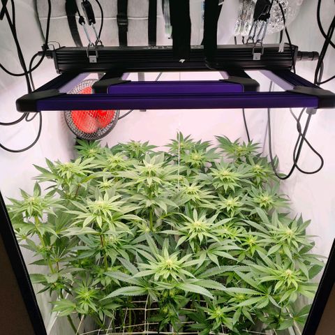 Lemon Orange Greenhouse Seeds growlog timeline photo