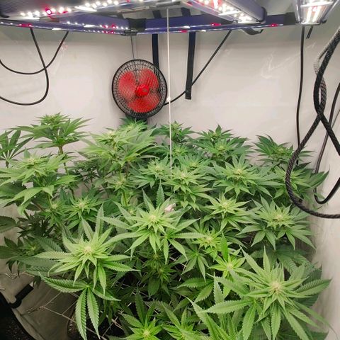 Lemon Orange Greenhouse Seeds growlog timeline photo