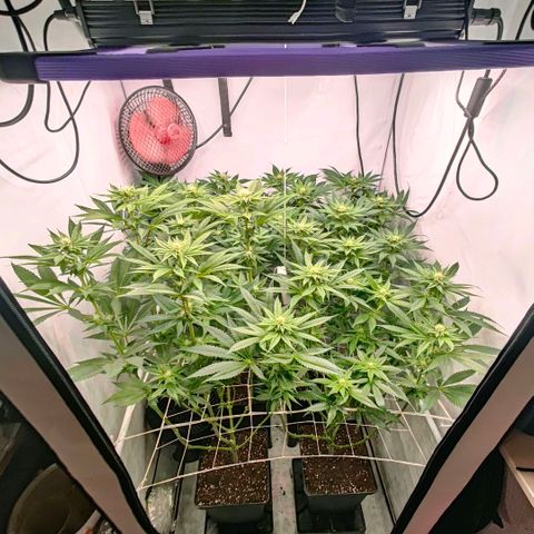 Lemon Orange Greenhouse Seeds growlog timeline photo