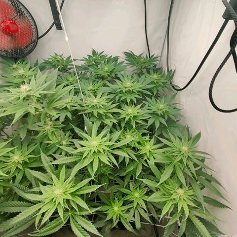 Lemon Orange Greenhouse Seeds growlog timeline photo
