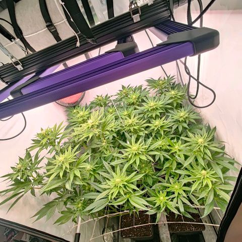 Lemon Orange Greenhouse Seeds growlog timeline photo