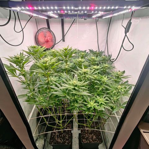 Lemon Orange Greenhouse Seeds growlog timeline photo