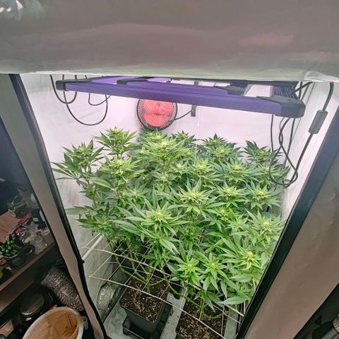 Lemon Orange Greenhouse Seeds growlog timeline photo
