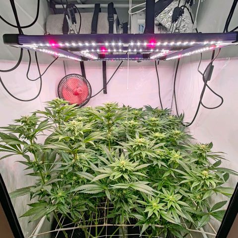 Lemon Orange Greenhouse Seeds growlog timeline photo