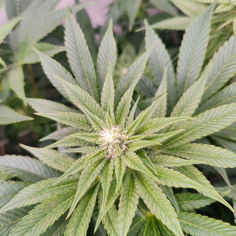 Lemon Orange Greenhouse Seeds growlog timeline photo
