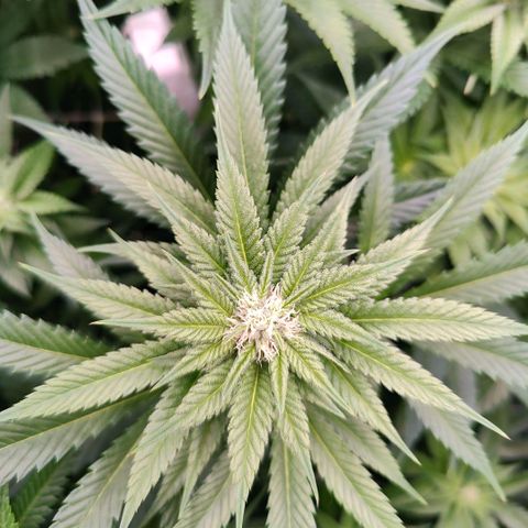 Lemon Orange Greenhouse Seeds growlog timeline photo
