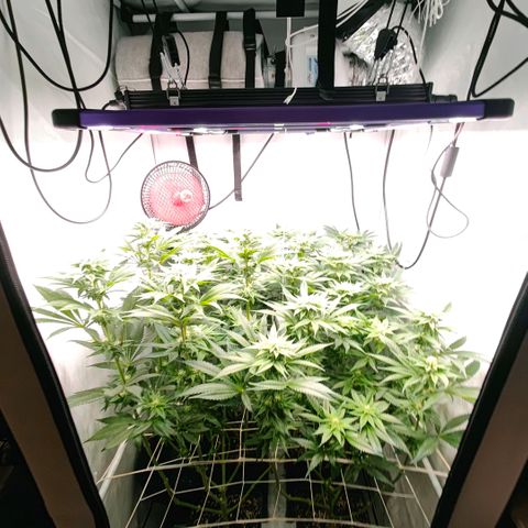 Lemon Orange Greenhouse Seeds growlog timeline photo