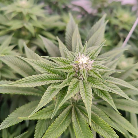 Lemon Orange Greenhouse Seeds growlog timeline photo