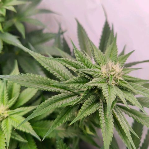 Lemon Orange Greenhouse Seeds growlog timeline photo