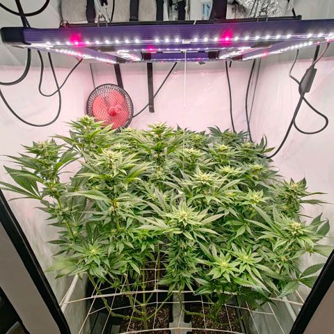 Lemon Orange Greenhouse Seeds growlog timeline photo